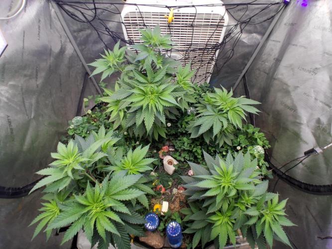 Cloudlab 844 Advance Grow Tent 4x4 (48 x 48 x 80). Week 4