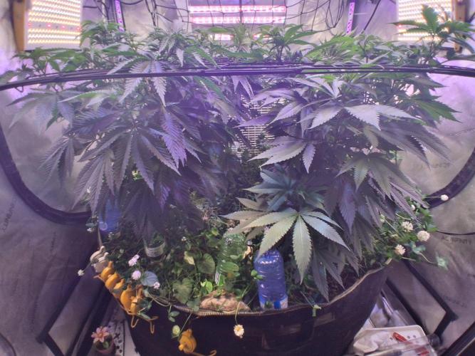 Cloudlab 844 Advance Grow Tent 4x4 (48 x 48 x 80). Week 5