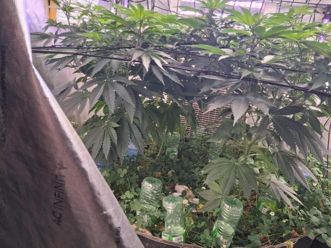 Cloudlab 844 Advance Grow Tent 4x4 (48 x 48 x 80). Week 6