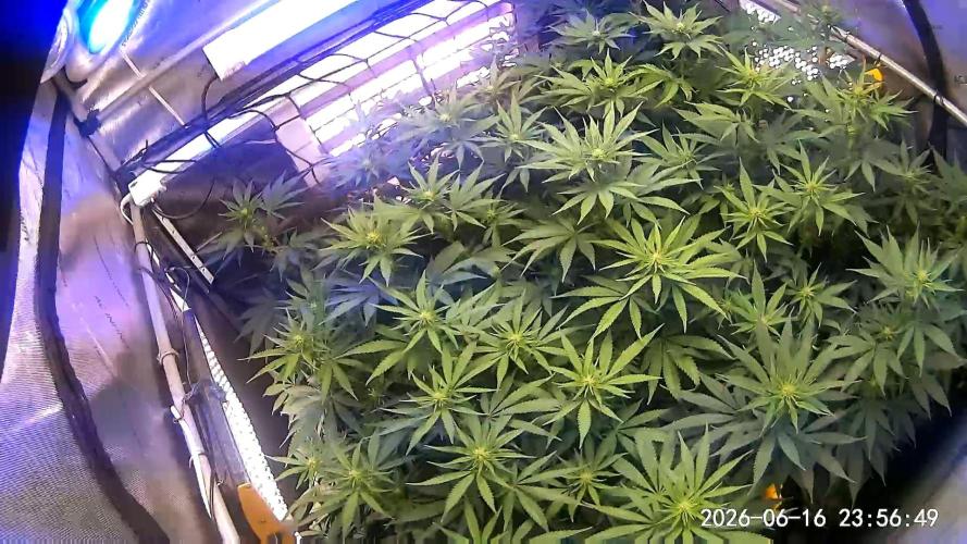 Cloudlab 844 Advance Grow Tent 4x4 (48 x 48 x 80). Week 8