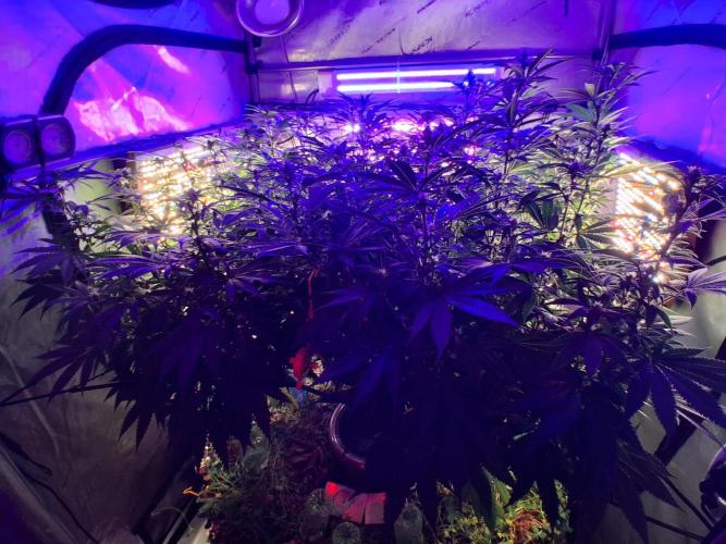 Ultraviolet C#15. Week 8