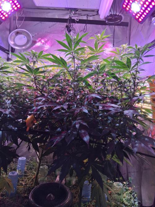 Ultraviolet C#15. Week 8
