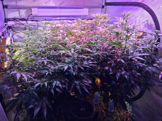 Ultraviolet C#15. Week 8