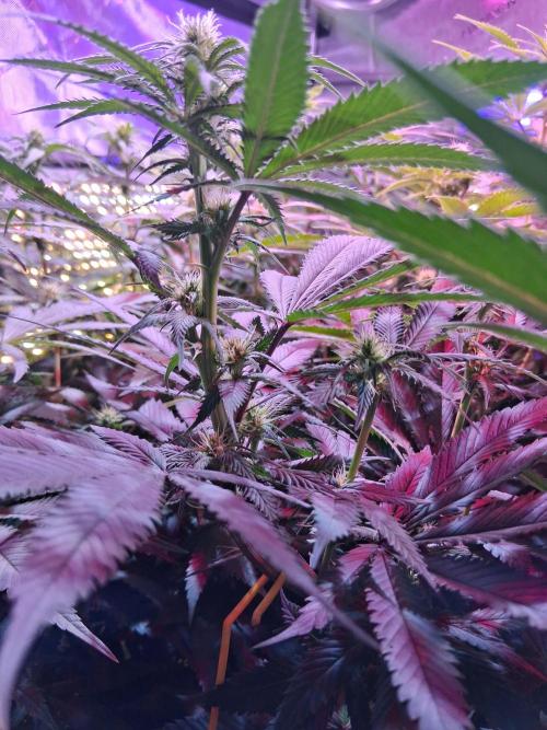 Ultraviolet C#15. Week 8