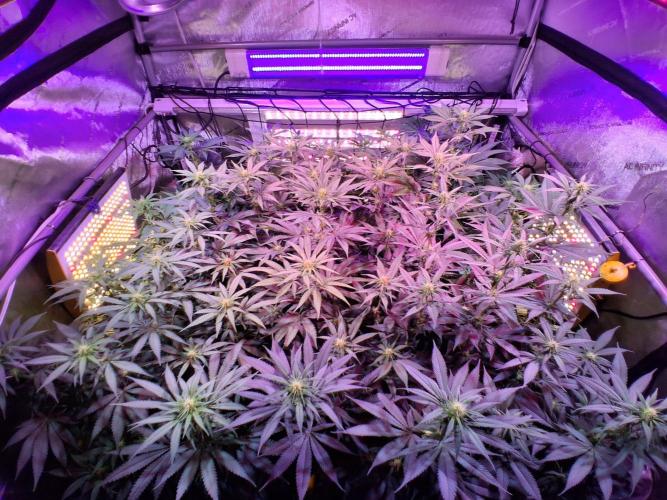 Ultraviolet C#15. Week 8