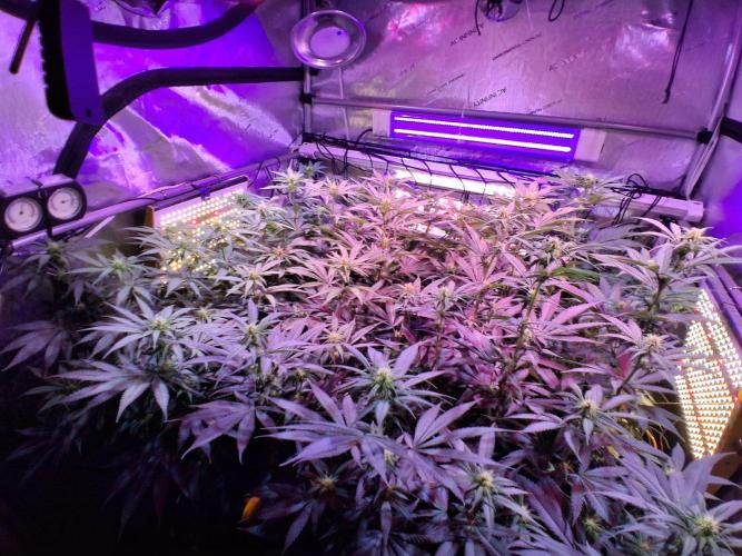 Ultraviolet C#15. Week 8