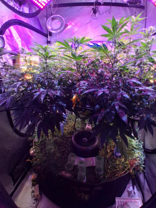 Cloudlab 844 Advance Grow Tent 4x4 (48 x 48 x 80). Week 8