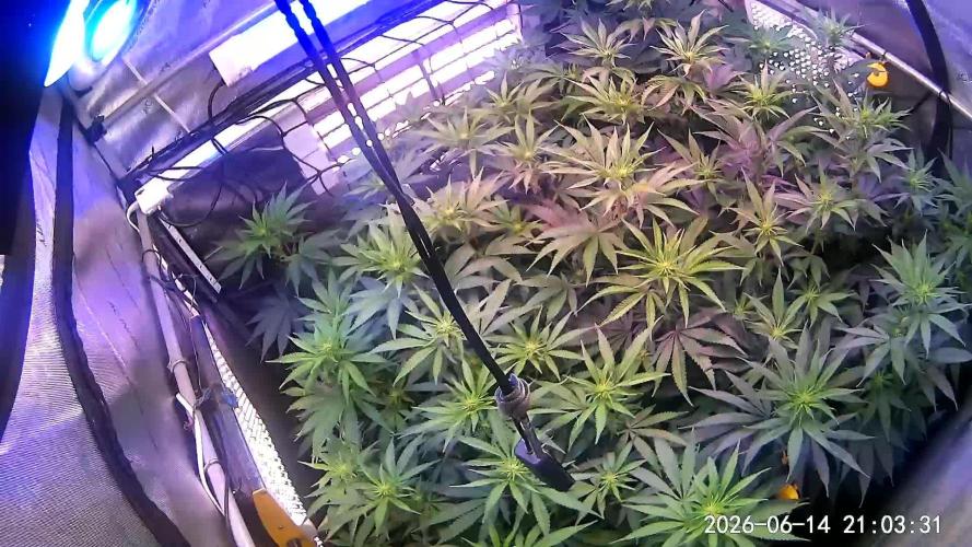 Cloudlab 844 Advance Grow Tent 4x4 (48 x 48 x 80). Week 8