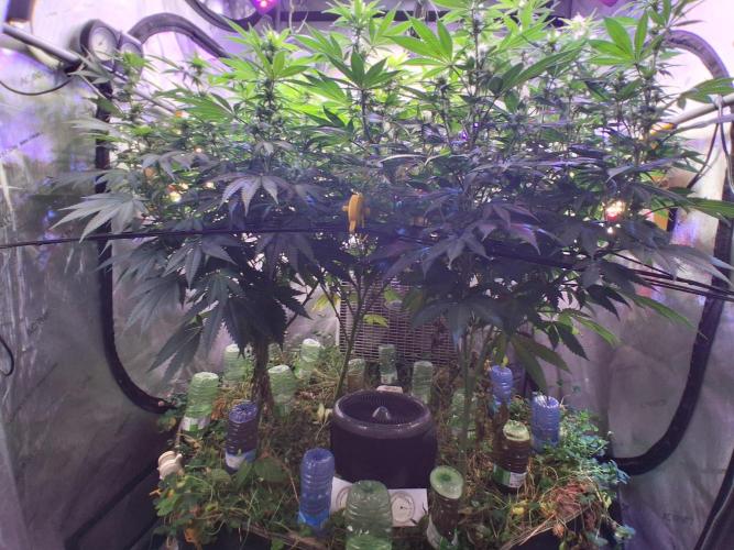Cloudlab 844 Advance Grow Tent 4x4 (48 x 48 x 80). Week 8
