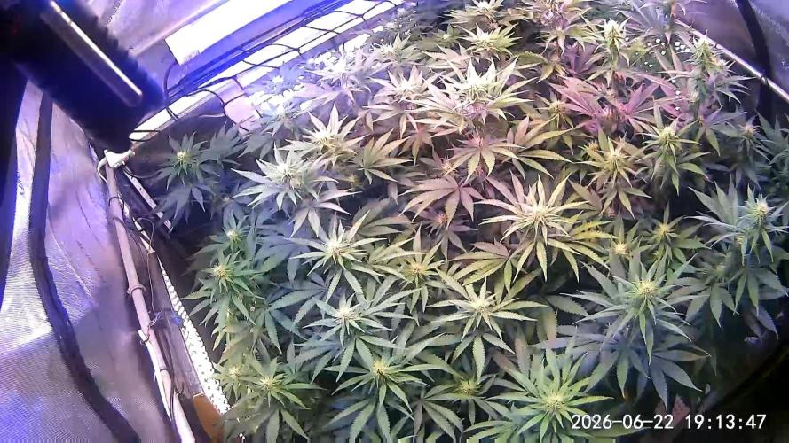 Ultraviolet C#15. Week 9