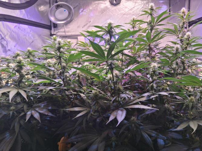 Ultraviolet C#15. Week 9