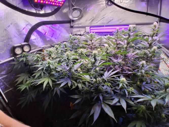 Ultraviolet C#15. Week 9