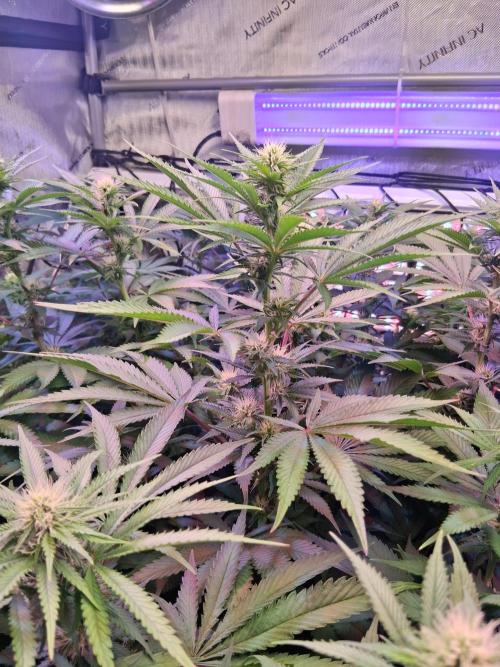Ultraviolet C#15. Week 9