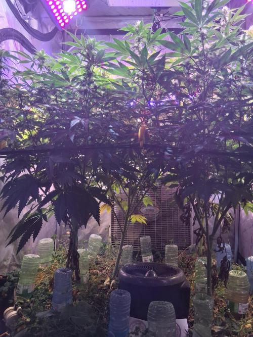 Ultraviolet C#15. Week 9