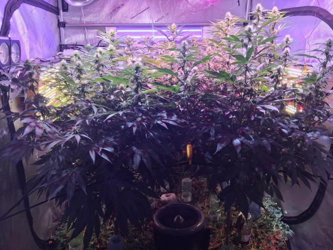 Ultraviolet C#15. Week 9