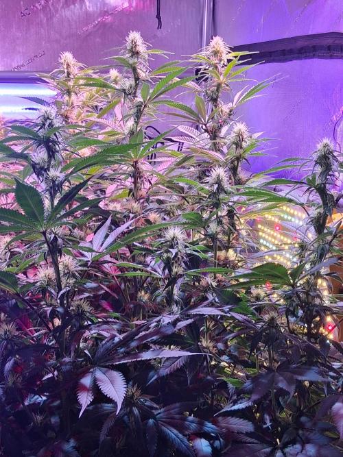 Ultraviolet C#15. Week 9