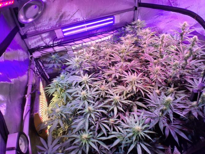 Ultraviolet C#15. Week 9