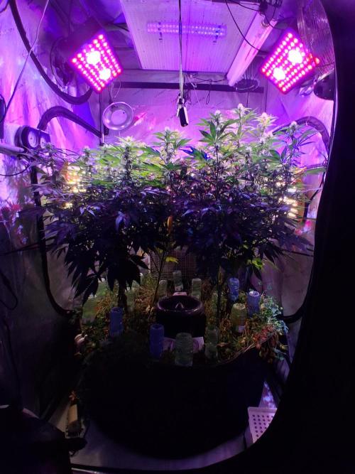 Cloudlab 844 Advance Grow Tent 4x4 (48 x 48 x 80). Week 9