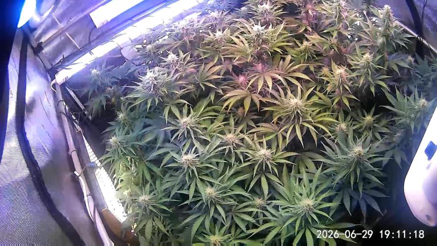 Ultraviolet C#15. Week 10