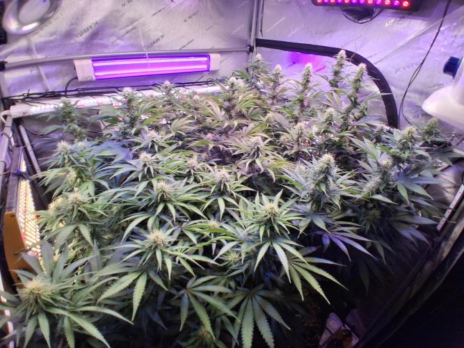 Ultraviolet C#15. Week 10