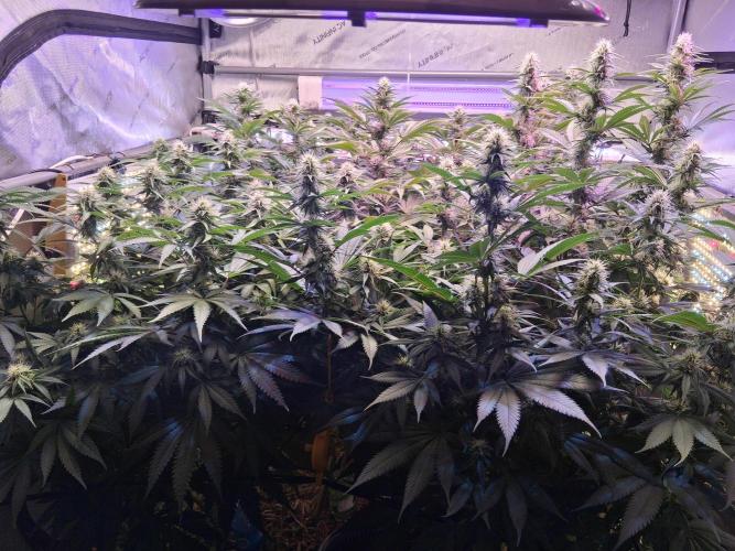 Ultraviolet C#15. Week 10