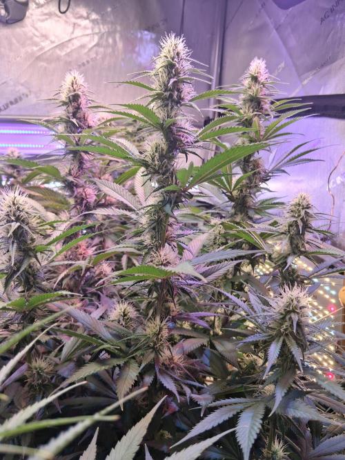 Ultraviolet C#15. Week 10