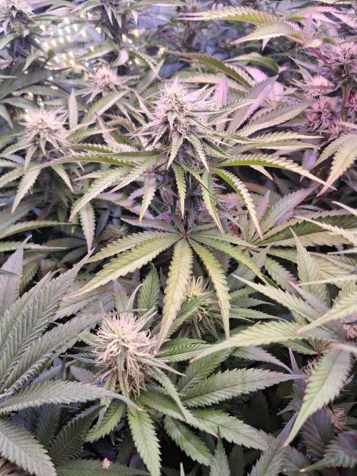 Ultraviolet C#15. Week 10
