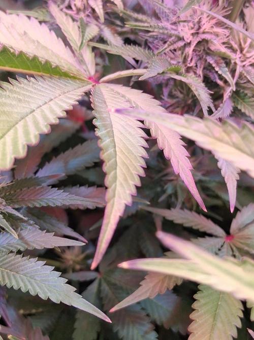Ultraviolet C#15. Week 10