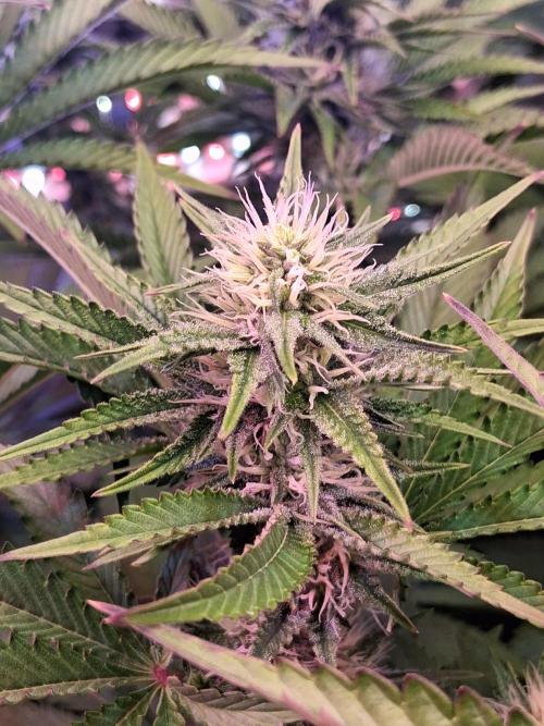 Ultraviolet C#15. Week 10