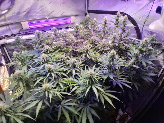 Ultraviolet C#15. Week 10