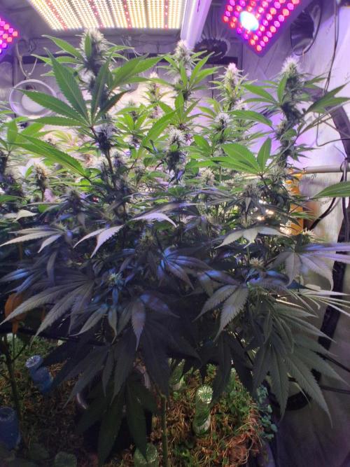 Ultraviolet C#15. Week 10