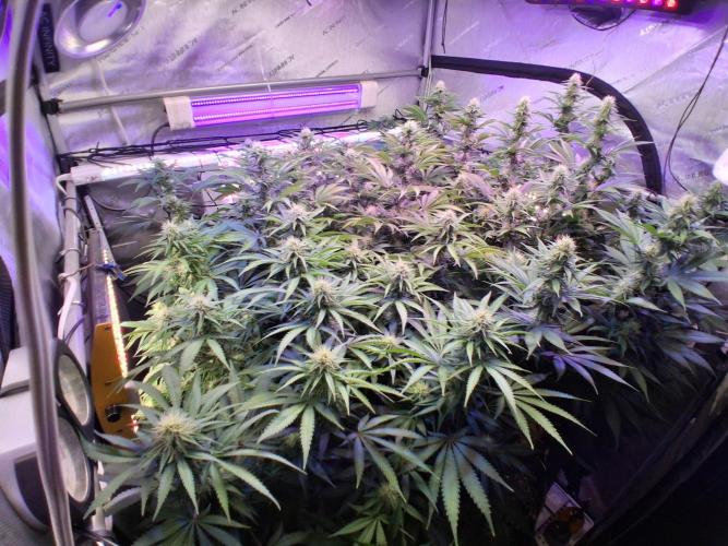Ultraviolet C#15. Week 10