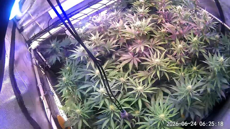 Ultraviolet C#15