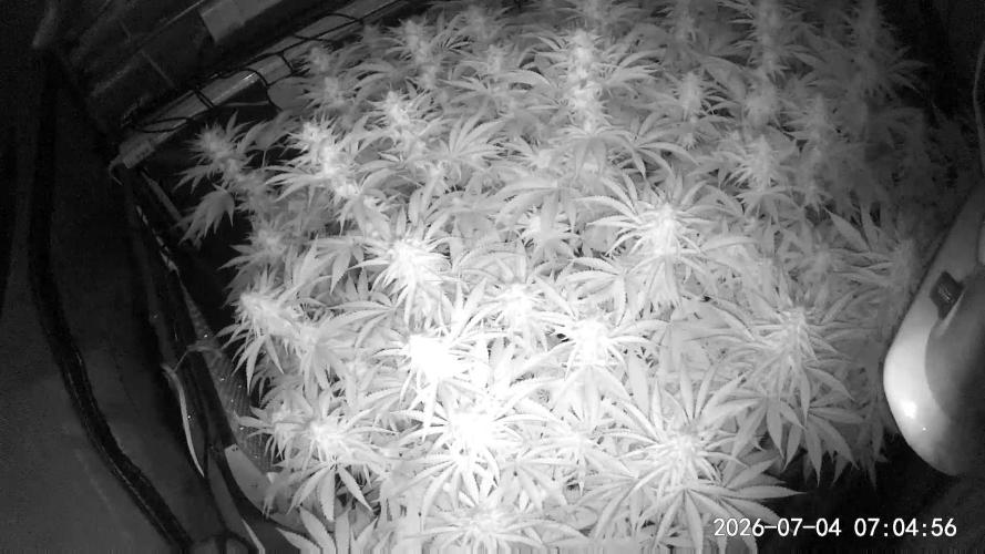 Some Pictures. Week 3