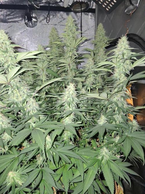 Cloudlab 844 Advance Grow Tent 4x4 (48 x 48 x 80). Week 12