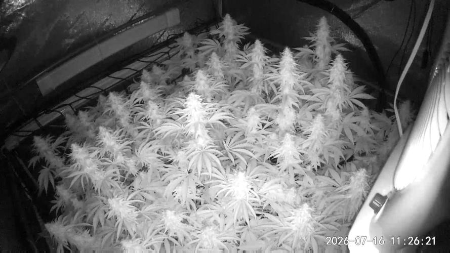 Cloudlab 844 Advance Grow Tent 4x4 (48 x 48 x 80). Week 12
