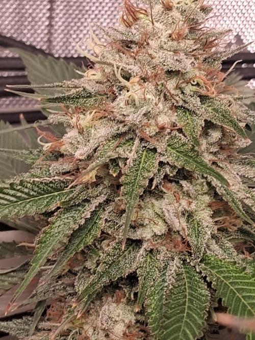 Cloudlab 844 Advance Grow Tent 4x4 (48 x 48 x 80). Week 13