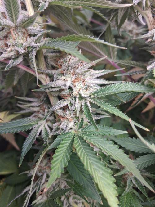 Cloudlab 844 Advance Grow Tent 4x4 (48 x 48 x 80). Week 13