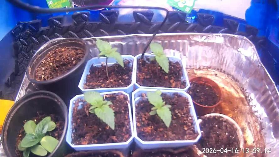 Jack Herer C#15