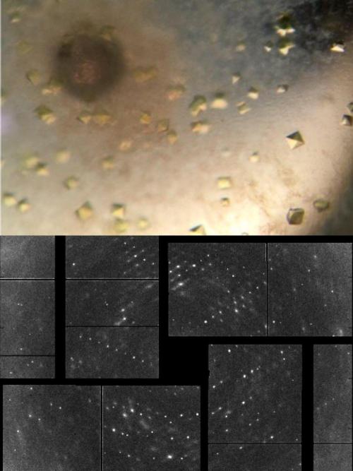 Legio XII Α,α (alpha) 2 Ω,ω(omega). Week 1