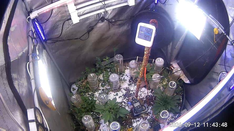 Φsis. Week 3