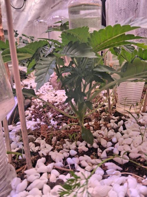 Φsis. Week 3