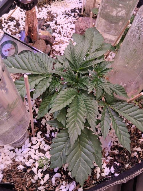 Φsis. Week 3