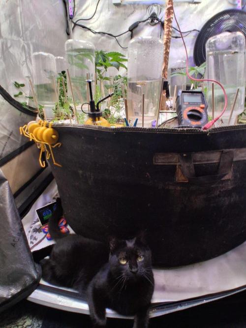 Φsis. Week 3