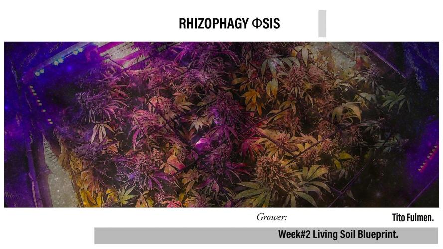 "The Φsis". Week 2