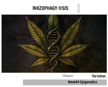 "The Φsis". Week 4
