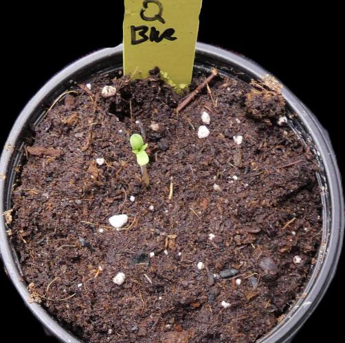 Quebec Blue. Week 0