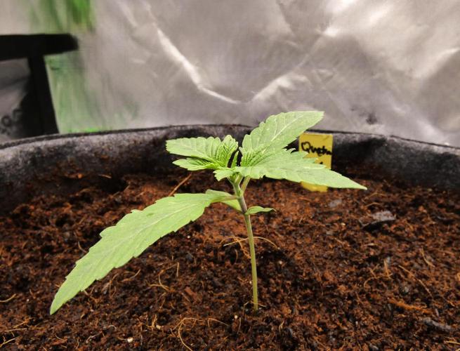 Quebec Blue. Week 1