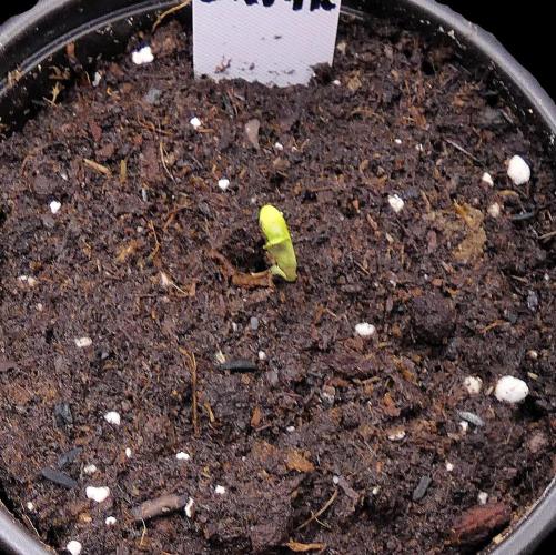 Grape Skunk. Week 0