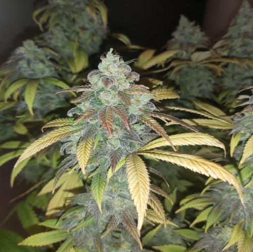 Quebec Blue. Week 0
